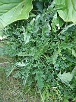 Senecon de Jacob, Jacobaea vulgaris (prise a Lens)(2)